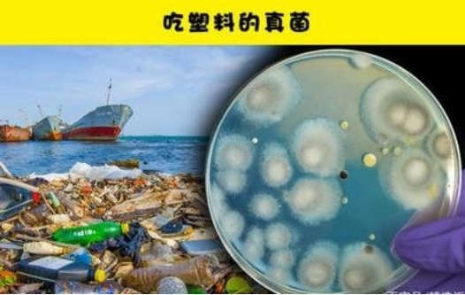能在溫和條件下高效降解PBAT塑料的海洋微生物酶首次被發現